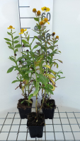 Helenium 'Kanaria'   pot 9x9 cm  