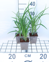 Hemerocallis lilioasphodelus   pot 9x9 cm  