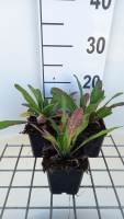 Hesperis matronalis   pot 9x9 cm
