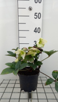 Helleborus x nigercors 'Emma'   pot 9x9 cm