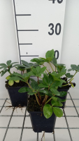 Helleborus niger 'Praecox'   pot 9x9 cm  