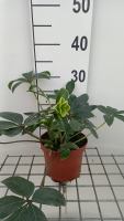 Helleborus x nigercors 'Snow Love'   pot 9x9 cm