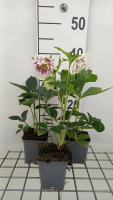 Helleborus orientalis 'Double Ellen Pink'   pot 9x9 cm  