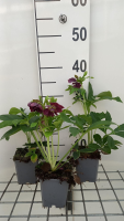 Helleborus orientalis 'Double Ellen Purple'   pot 9x9 cm  