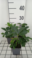 Helleborus orientalis 'Double Ellen Red'   pot 9x9 cm  