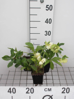 Helleborus orientalis 'Double Ellen White'   pot 9x9 cm  