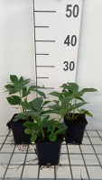 Helleborus orientalis 'Green Strain'   pot 9x9 cm