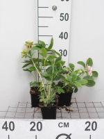 Helleborus orientalis 'Pretty Ellen Pink'   pot 9x9 cm  