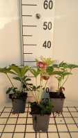 Helleborus orientalis 'Pretty Ellen Red'   pot 9x9 cm