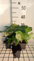 Helleborus or. 'Pretty Ellen Spotted'   pot 9x9 cm