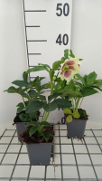 Helleborus orientalis 'Pretty Ellen White'   pot 9x9 cm