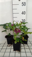 Helleborus orientalis 'Red Lady'   pot 9x9 cm