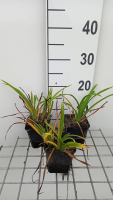 Hemerocallis 'Pardon Me'   pot 9x9 cm