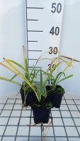 Hemerocallis 'Purple Waters'   pot 9x9 cm