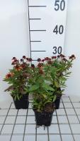 Helenium 'Red Jewel'   pot 9x9 cm