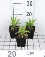 Helenium 'Rubinzwerg'   pot 9x9 cm  