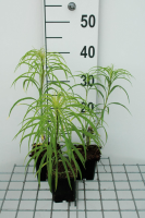 Helianthus salicifolius   pot 9x9 cm  