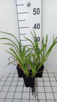 Hemerocallis 'Strawberry Candy'   pot 9x9 cm  