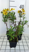 Helenium 'Sahin's Early Flowerer'   pot 9x9 cm  