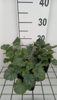 Heuchera sang. 'Ruby Bells'   pot 9x9 cm