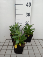 Helenium hybr. 'Short'n Sassy'   pot 9x9 cm