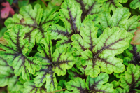 X Heucherella 'Tapestry'   pot 9x9 cm
