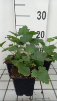 Heuchera villosa 'Chantilly'   pot 9x9 cm  