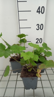 Heuchera villosa var. Macrorrhiza   pot 9x9 cm  