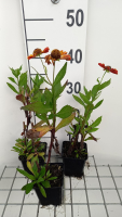 Helenium 'Waltraut'   pot 9x9 cm  