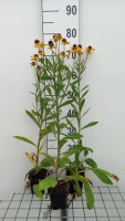Helenium 'Wesergold'   pot 9x9 cm  