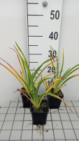 Hemerocallis 'White Temptation'   pot 9x9 cm