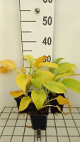 Hosta 'August Moon'   pot 9x9 cm