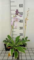 Hosta 'Golden Tiara'   pot 9x9 cm