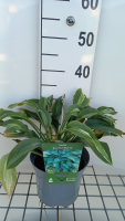 Hosta 'Kiwi Full Monty'   pot 3L