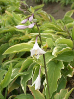 Hosta 'Moerheim'   pot 9x9 cm