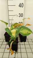 Hosta 'Great Expectations'   pot 9x9 cm