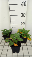 Hosta ventricosa 'Aureomaculata'   pot 9x9 cm