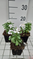 Iberis 'Masterpiece'   pot 9x9 cm  