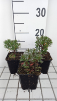 Iberis sempervirens 'Absolutely Amethyst'   pot 9x9 cm  