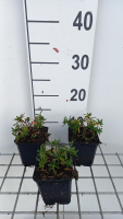 Iberis sempervirens 'Appen Etz'   pot 9x9 cm  