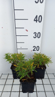 Iberis sempervirens 'Fischbeck'   pot 9x9 cm