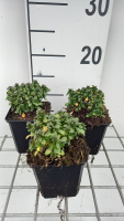 Iberis sempervirens 'Pink Ice'   pot 9x9 cm  