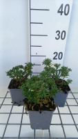 Iberis sempervirens 'Zwergschneeflocke' (Snowdrift)   pot 9x9 cm  