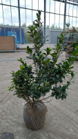 Ilex x meserveae 'Mesid' (Blue Maid)   aardekluit   80 100 cm