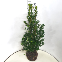 Ilex x meserveae 'Hachfee' (Heckenfee)   aardekluit   80 100 cm