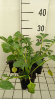 Incarvillea delavayi 'Snowtop'   pot 9x9 cm