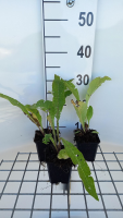 Inula helenium   pot 9x9 cm (Griekse Alant)