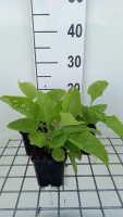 Inula magnifica   pot 9x9 cm  