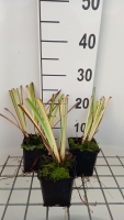 Iris sibirica 'Caesar's Brother'   pot 9x9 cm  