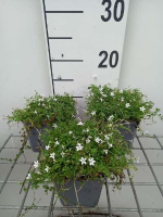 Isotoma fluviatilis 'Alba'   pot 9x9 cm  
